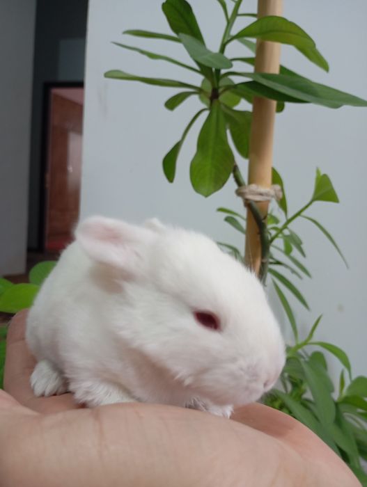 Quyon oilasi bilan sotiladi bitta erkak ikkita urgʻochi va bolalari