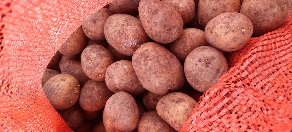 Продам семеной картофель