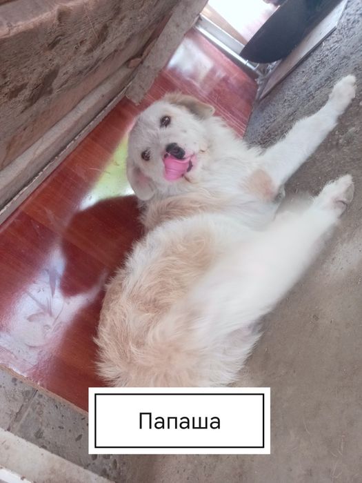 Собачка продаётся