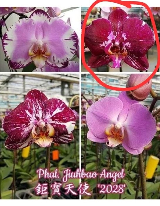 Орхидея фаленопсис