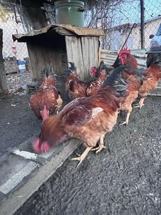 Продавам домашни петли