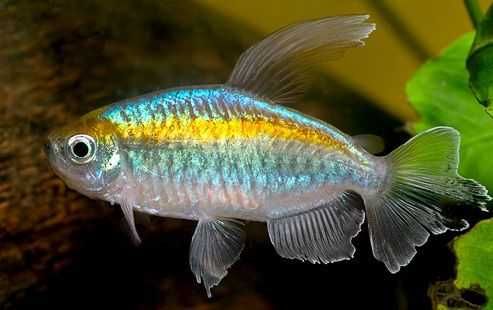 Тетра Конго (Phenacogrammus interruptus) продаются только парами