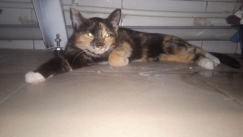 Отдам кошку в добрые руки трехцветная