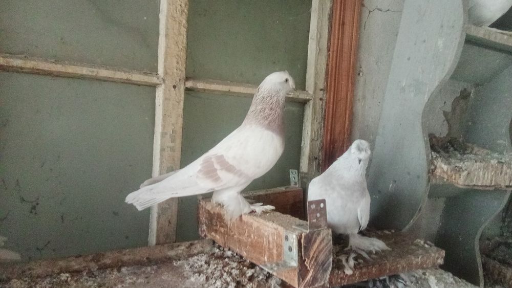 Голуби такла продам