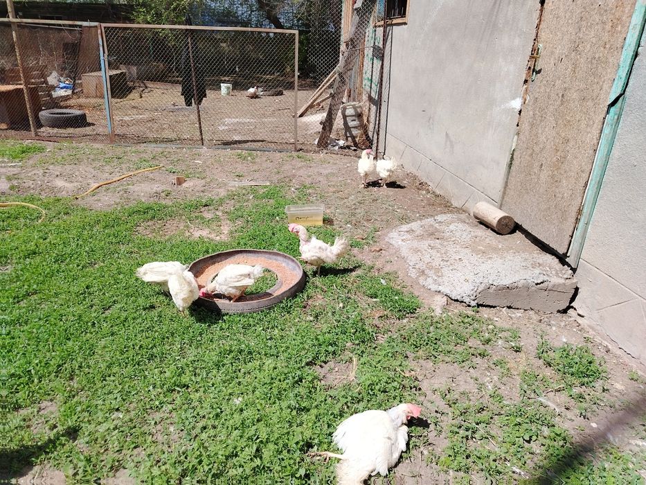 Несушки логорон курицы