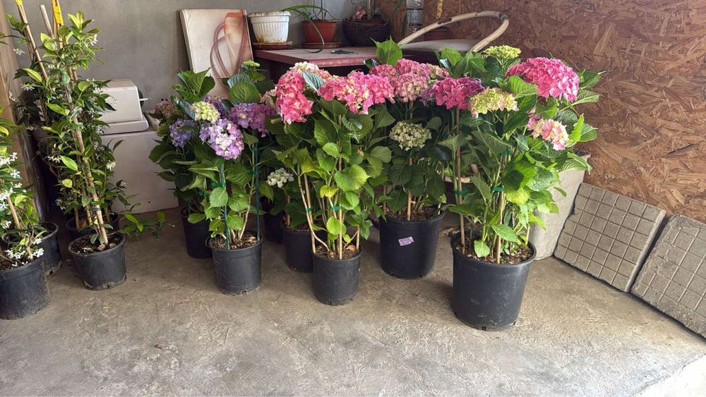 Градинска хортензия (Hydrangea) – едри цъфтящи растения