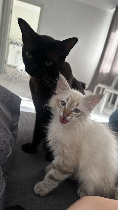 Очень необычный кот