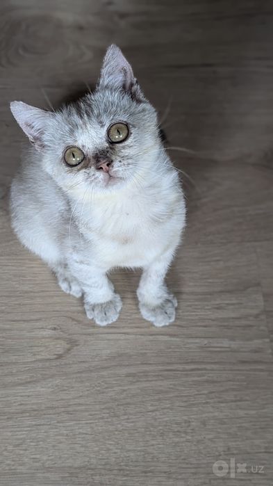 Отдам в добрые руки котят