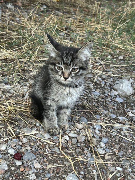 Котята ищут доброго хозяина!
