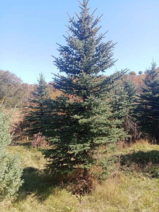 Ёлки голубые сизые