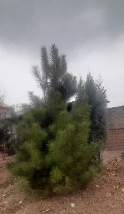 Narxi kelishilgan holda sotiladi