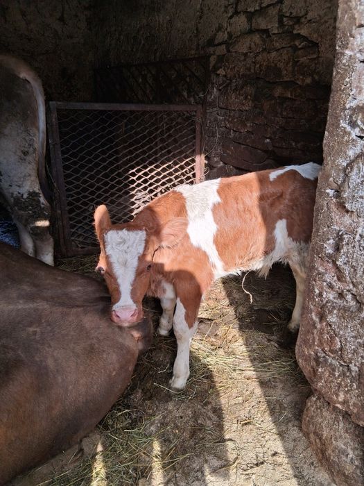 Vand doi vitei baltati