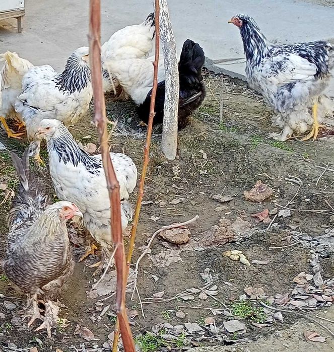 Цыплята Хан-Хяп и молодки разных пород