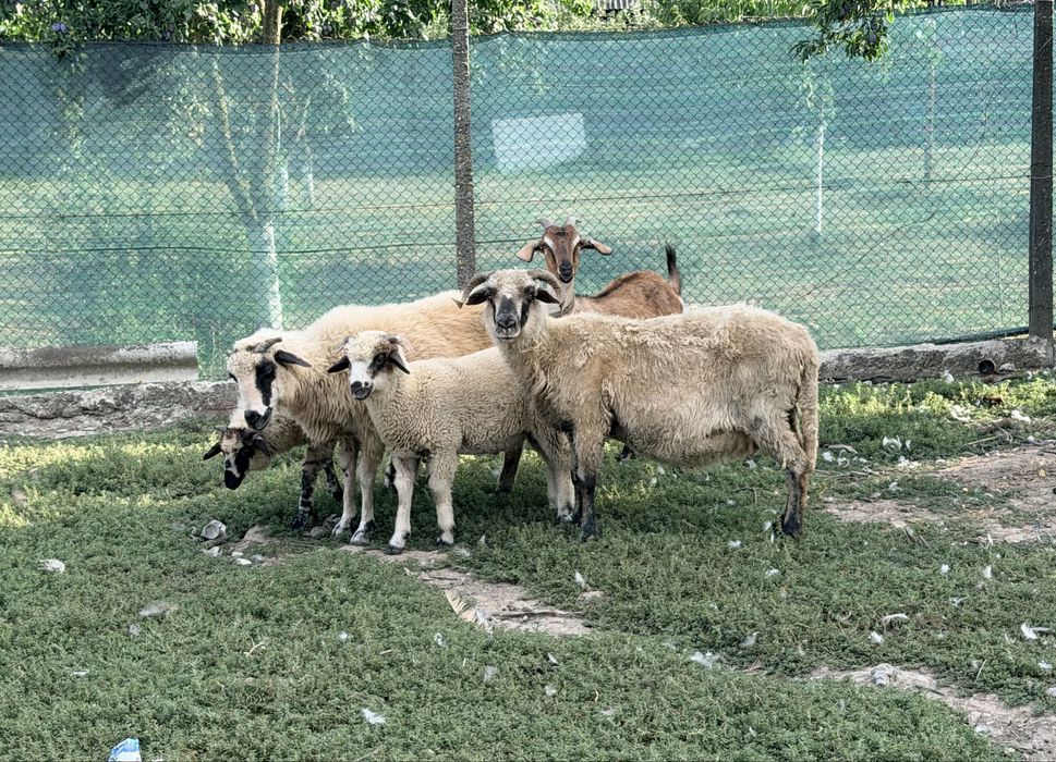 Vand doua oi cu doi mei