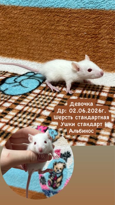 Крысята девочки (крысы,крыса,крысенок)