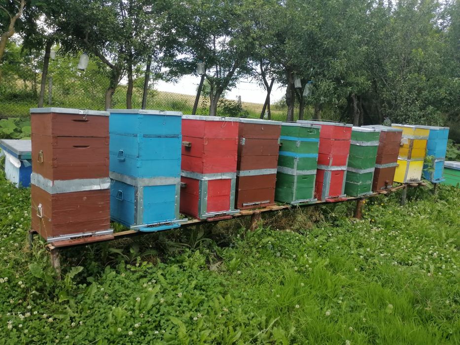 Vând 20 famili albine