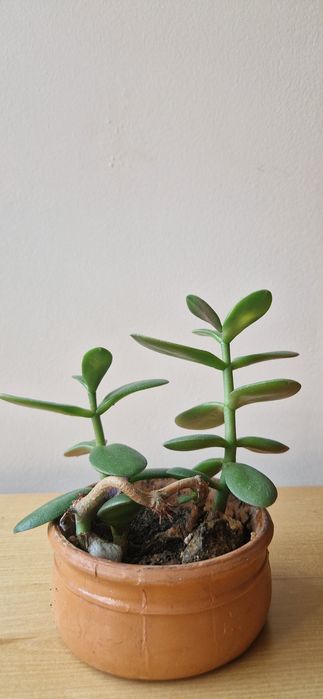 Crasula - Arborele de Jad