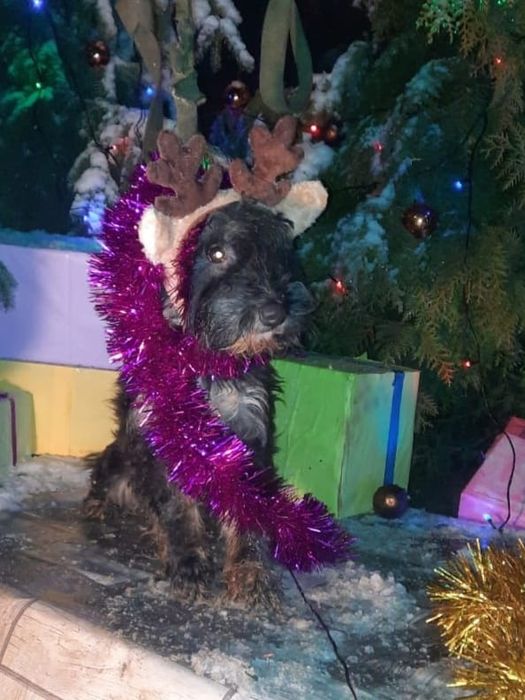 Ждём любящих хозяев для собачек