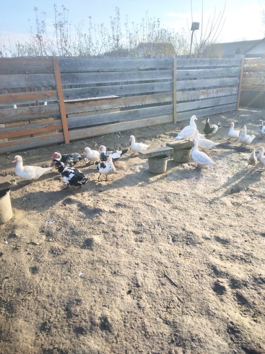 16 găini, ,gâște ,rațe.