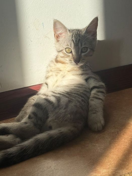 Кот отдам в добрые руки