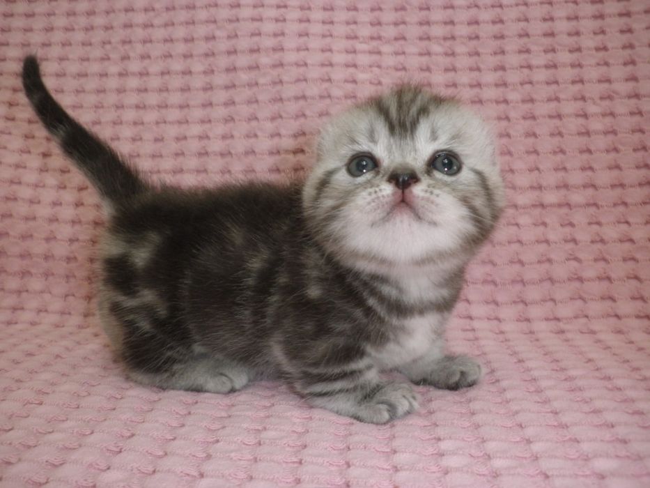 Готовятся к продаже котята породы кинколоу и рыжий мальчик керл