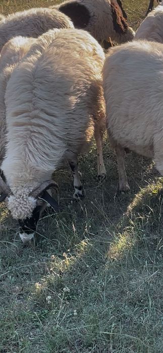 Vând oi bune de ținut