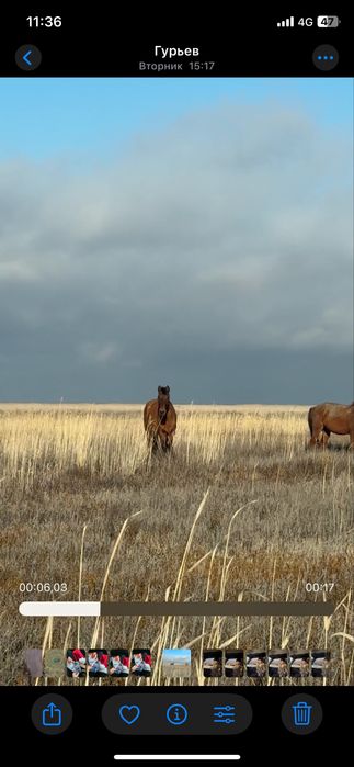 Айғыр және биелер сатыладц