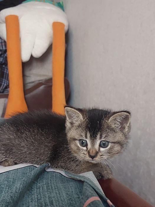 Срочно Котята в добрые руки
