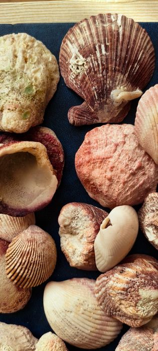 Ракушки с Черного моря