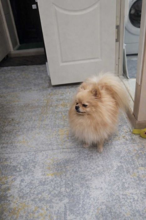 Продам щенка померанского шпица