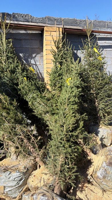 Продам ели с комом земли