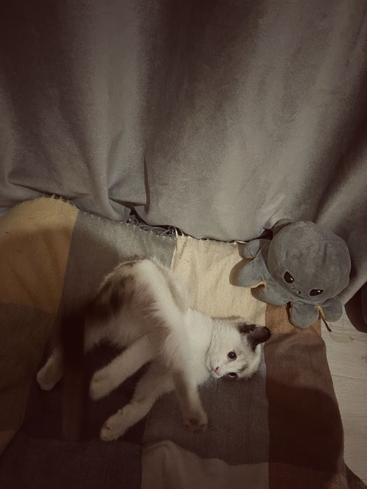 Котёнок полностью здоровая,домошная