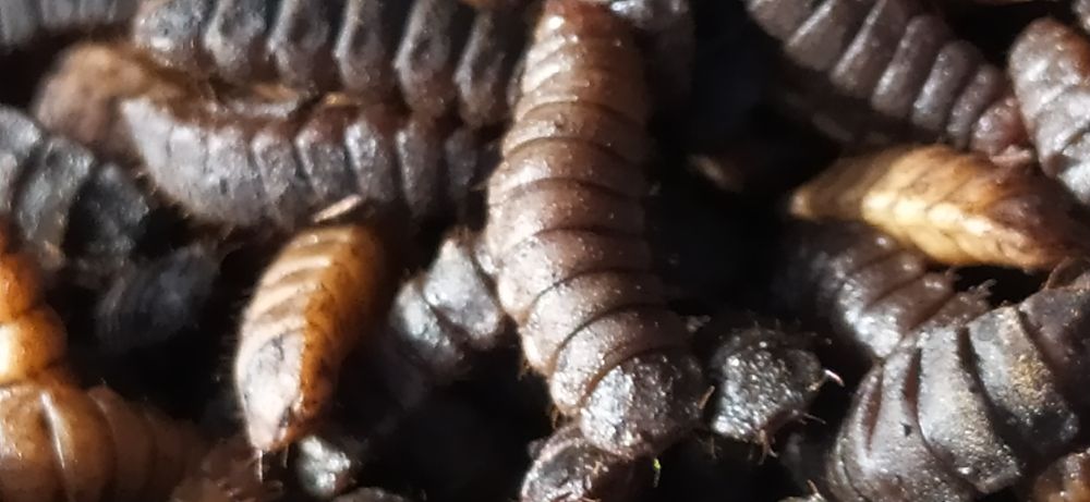 Живой корм птице,рыбе,рептилии.