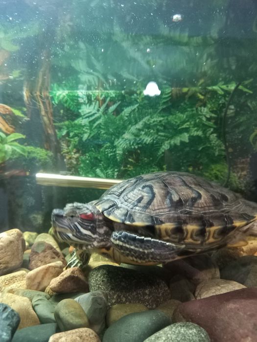 Красноухая черепаха