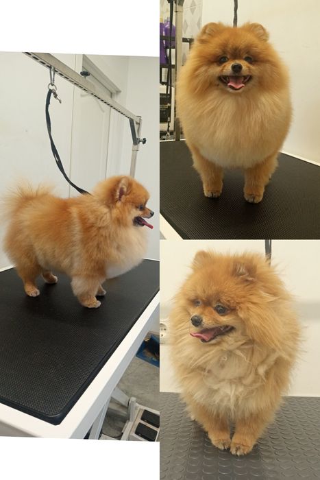 Вызов грумера на дом.