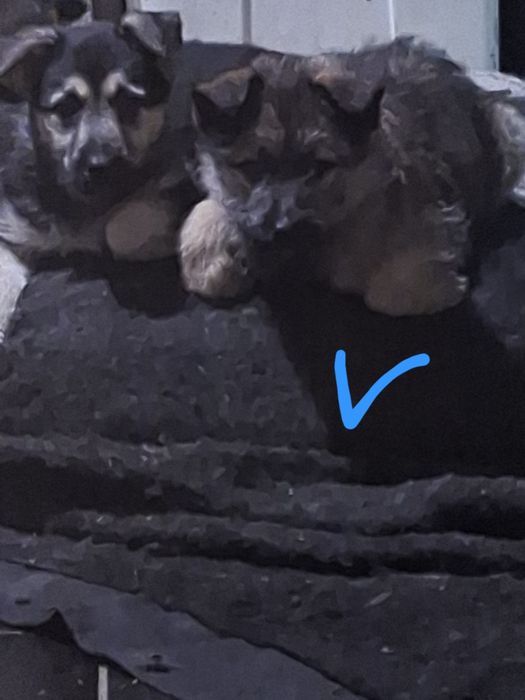 Очаровательные малыши звоночки