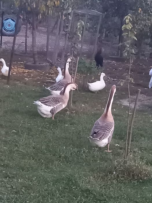 Vând rate și gascani
