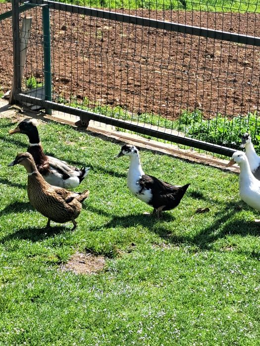 Vând rațe leșeștisi românești