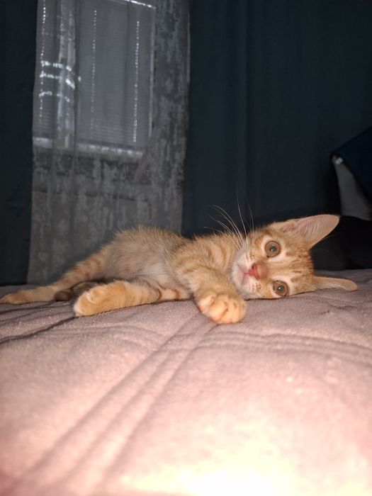 Котёнок ищет дом