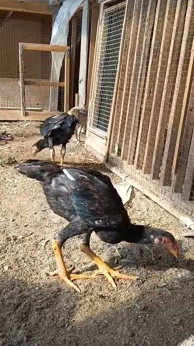 Шоже кораздар бойцовый дакандар сатылады