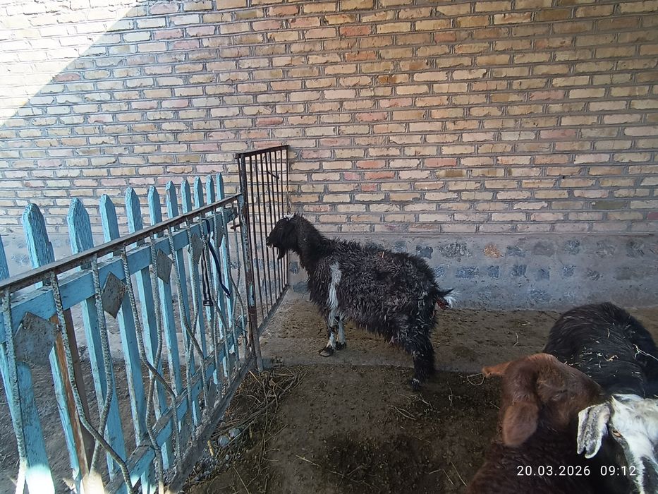 Она бола Эчкилар сотилади