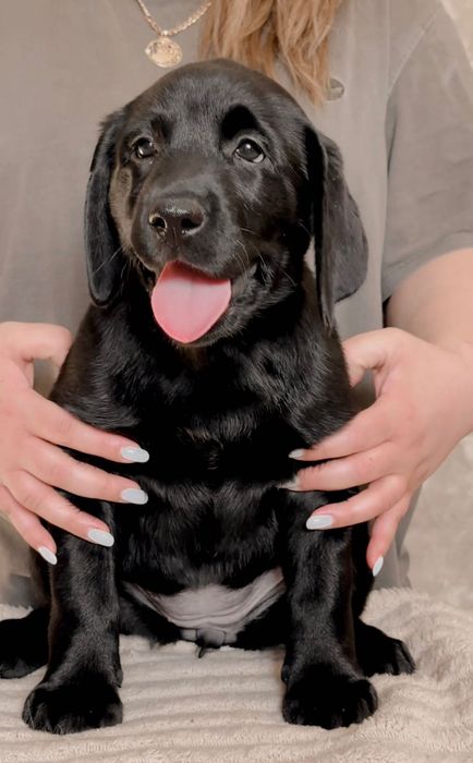 Предлагаются щенки лабрадора