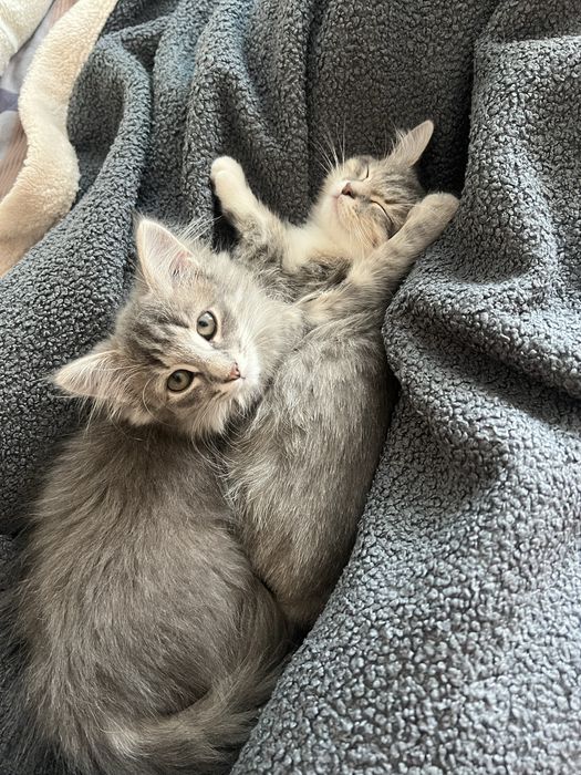 Отдам в добрые руки котята девочки