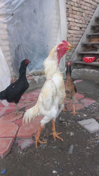 kulangi.Shamo .turk.karees.dakan.tovuq.mokion