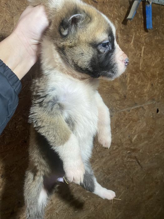 Продам щенка Сао Алабай