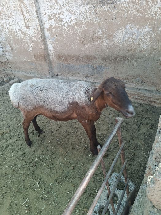 Ona bola qoylar sotiladi