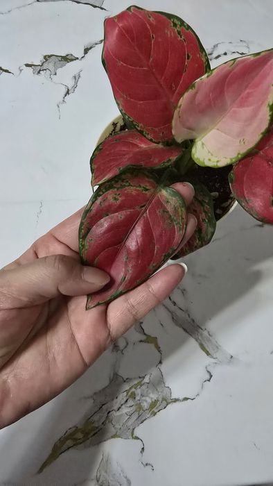 Продам Аглонему (адаптирован)