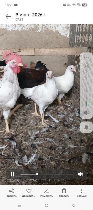Uyda boqilgan velikan juja xurozlar sotiladi