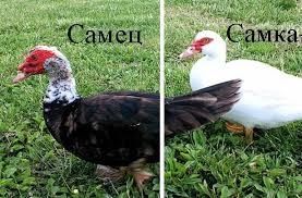 Домашние индаутки !