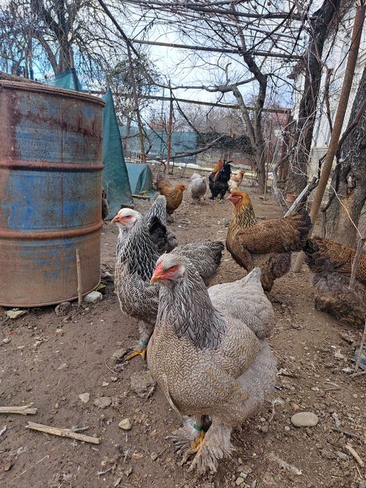 Ouă și găini brahma diverse varietăți de culoare